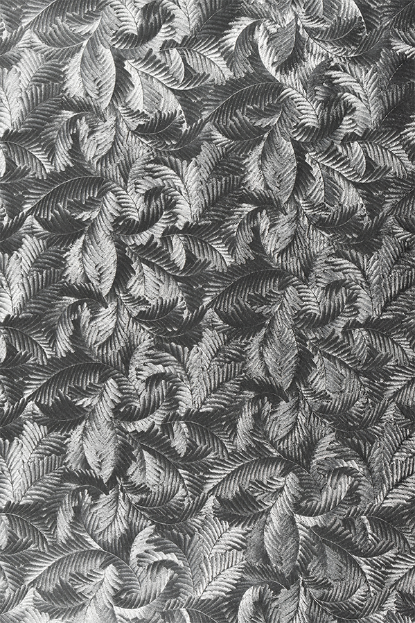 Fern