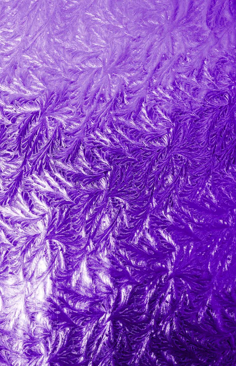 Purple Akita
