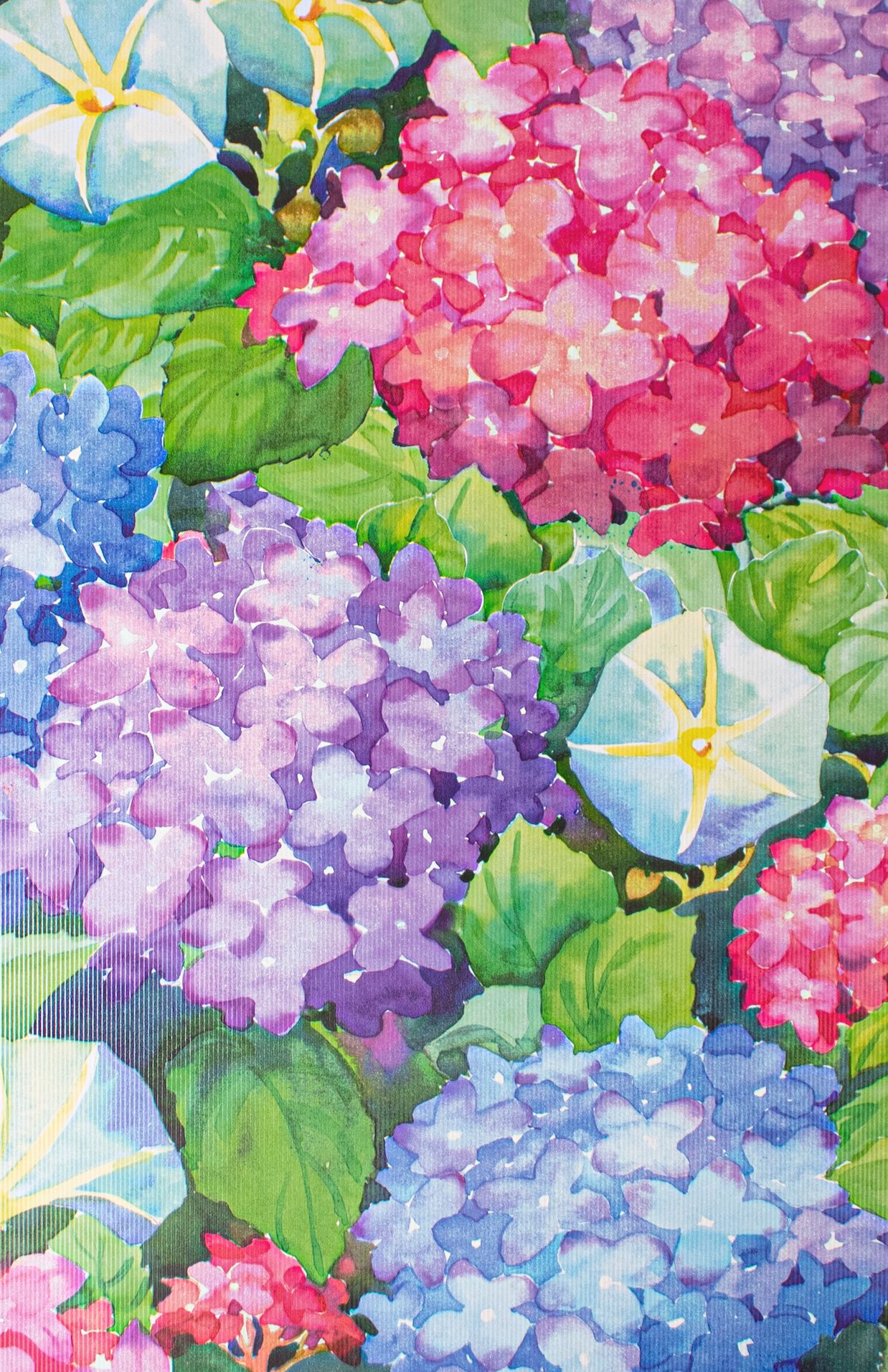 Hydrangeas